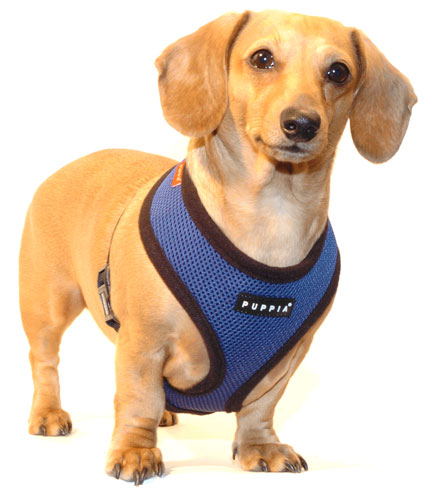 Navy Blue Puppia Harness